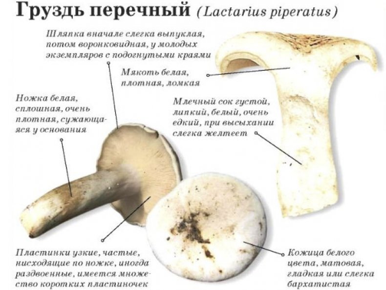 Условно-съедобный гриб млечник: фото и описание млечника обыкновенного, блеклого и оранжевого