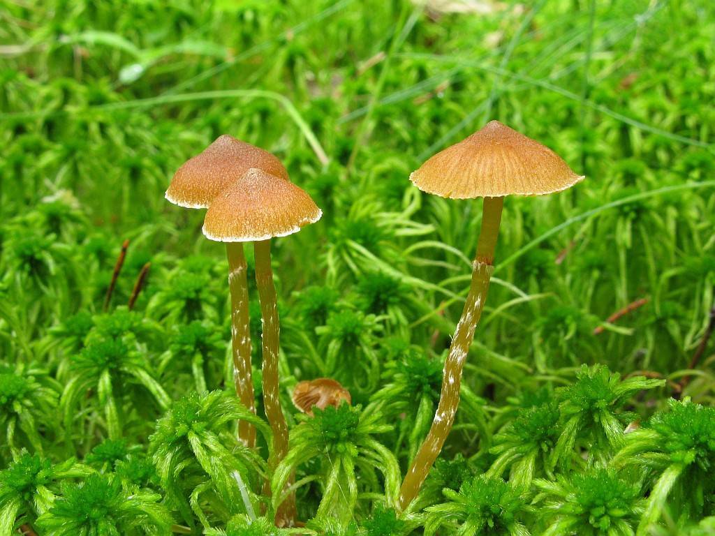 Галерина болотная - описание, где растет, ядовитость гриба