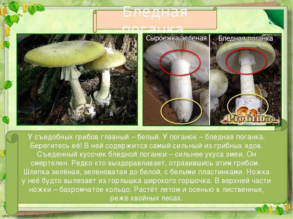Поганка бледная: где растет, как выглядит и как отличить от съедобных грибов