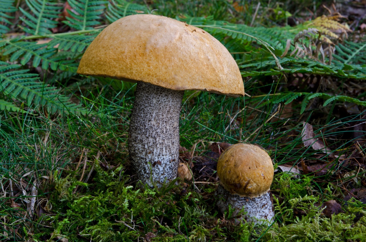 Подосиновик желто-бурый - описание съедобного гриба, фото схожих видов. применение.