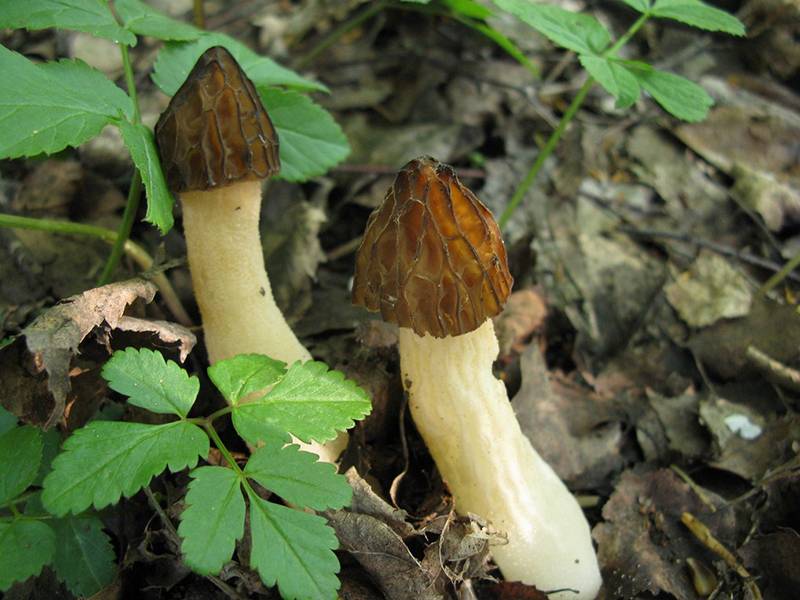 Грибы сморчки — фото, рецепты и где растут, как выглядит гриб в лесу