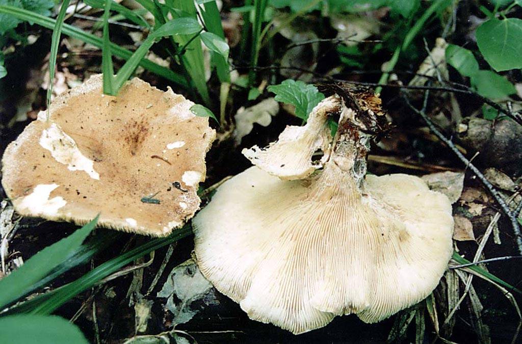 Пилолистничек медвежий (lentinellus ursinus) – грибы сибири