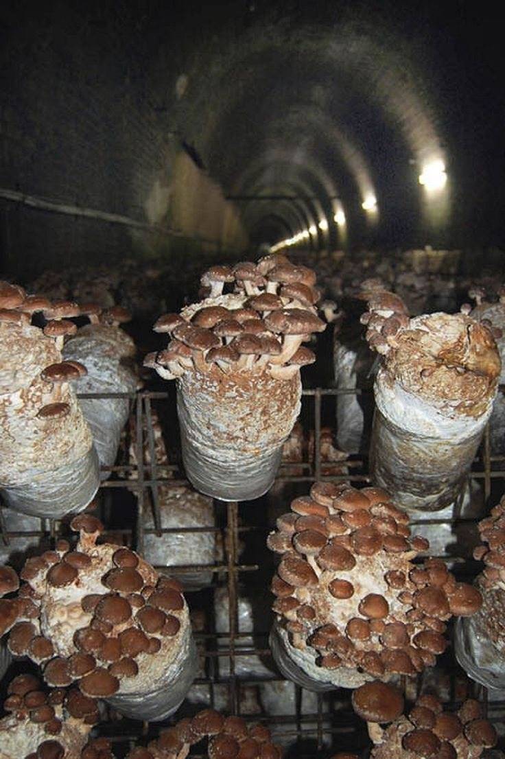 Выращивание опят (на пнях, в банке, в теплице): советы экспертов с обзором лучших методов выращивания грибов в домашних условиях