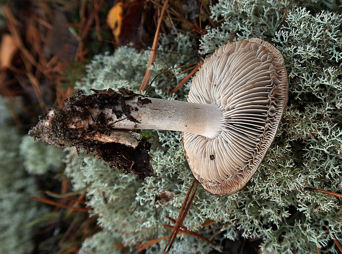 Рядовка белая - несъедобный гриб. описание. где растет. фото.