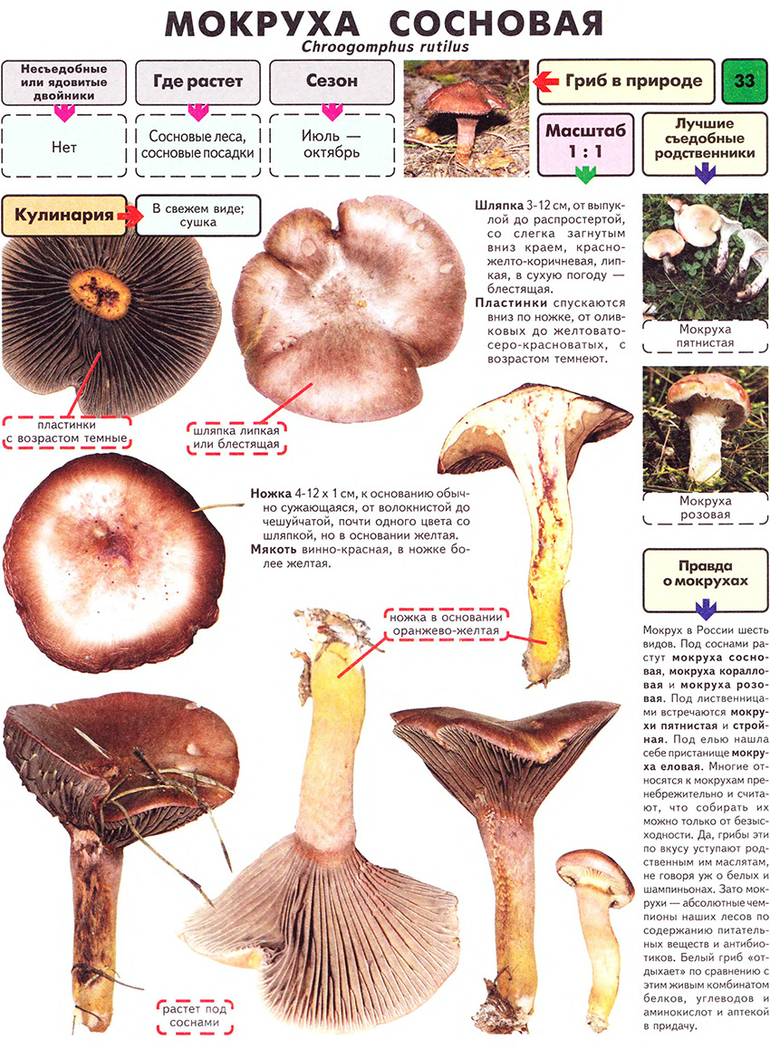 Мясные рулетики с грибами - 14 пошаговых фото в рецепте