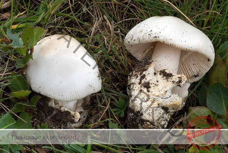Белый гриб: фото, описание, строение, где встречается и как выглядит в хвойных и других лесах