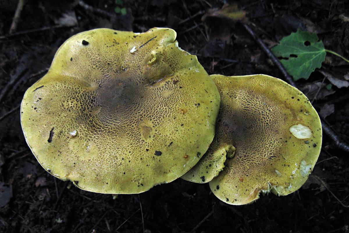 Зеленушка (tricholoma equestre) – грибы сибири