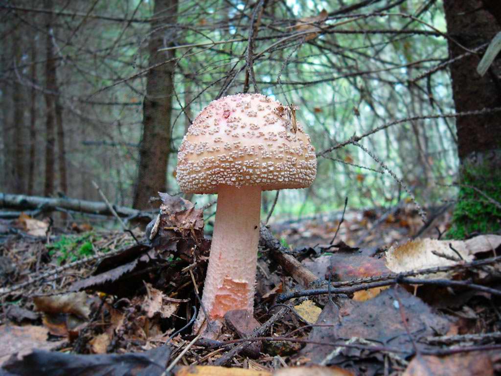 Мухомор серо-розовый - описание, где растет, ядовитость гриба