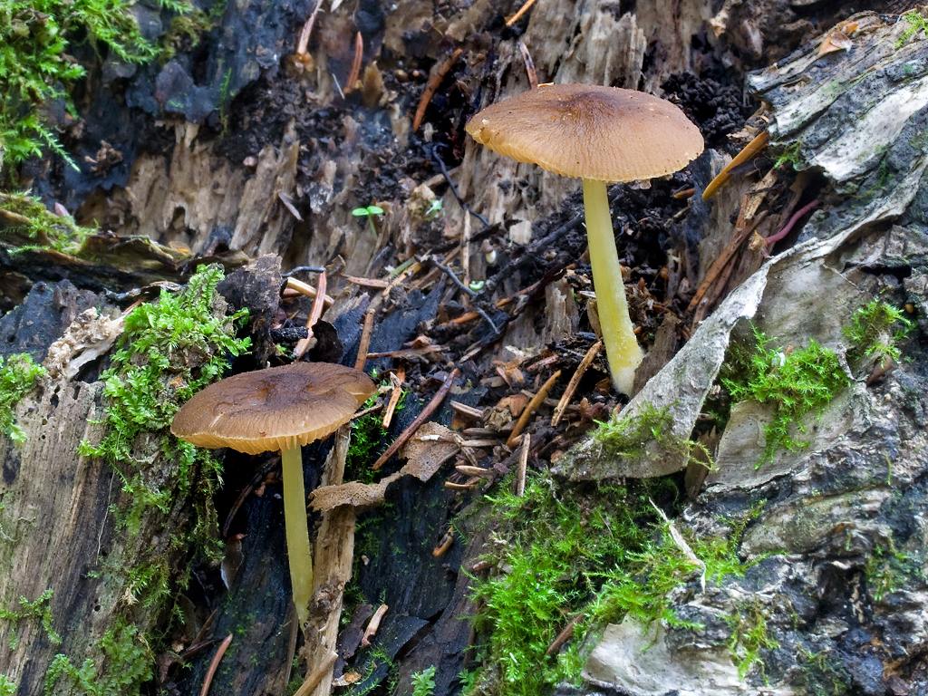 Плютей умбровоподобный (pluteus umbrosoides) – грибы сибири