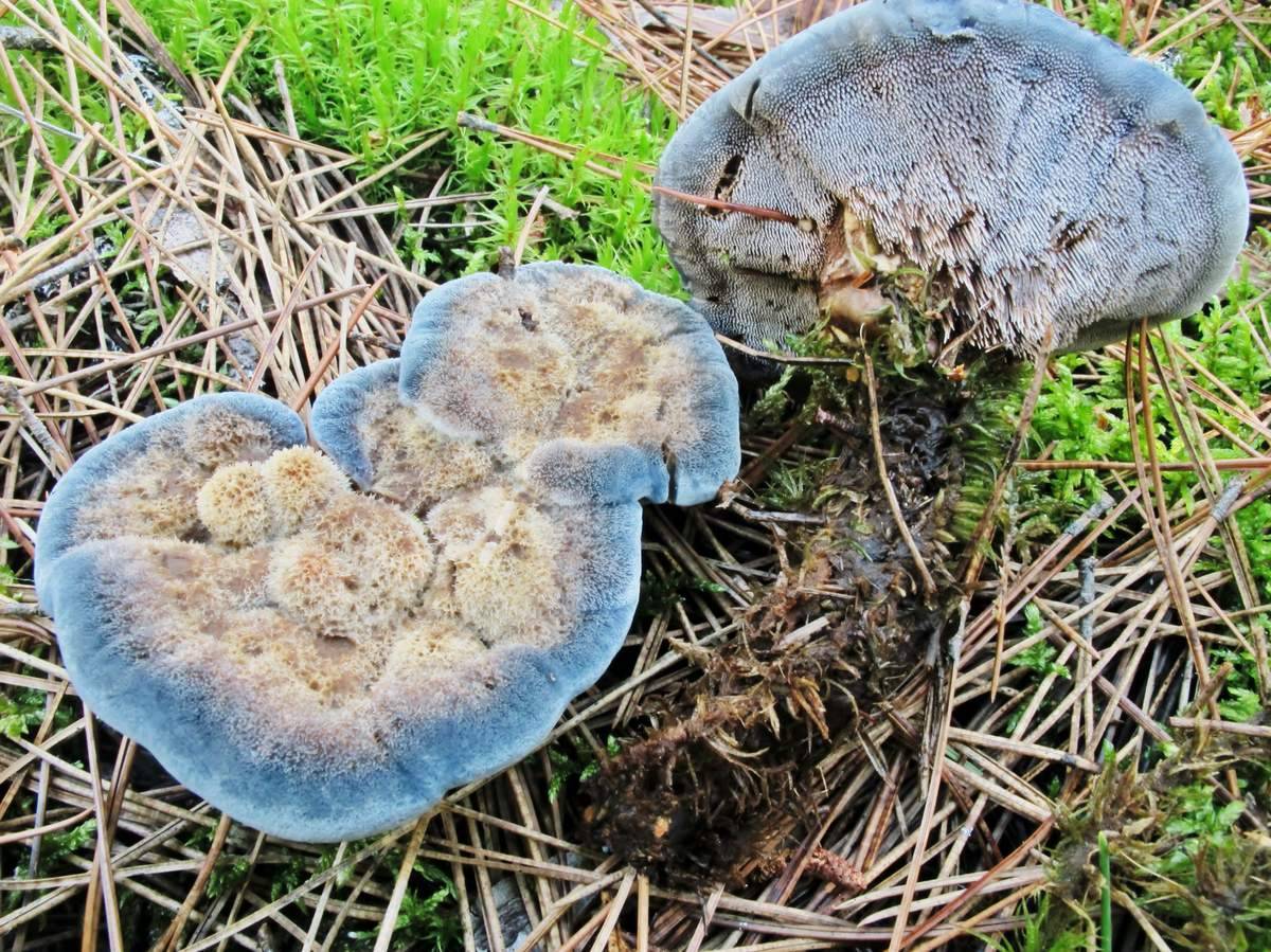 Гиднеллум пека (кровавый зуб): описание гриба с фото