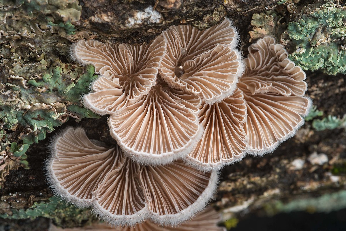 Щелелистник обыкновенный - описание, где растет, ядовитость гриба