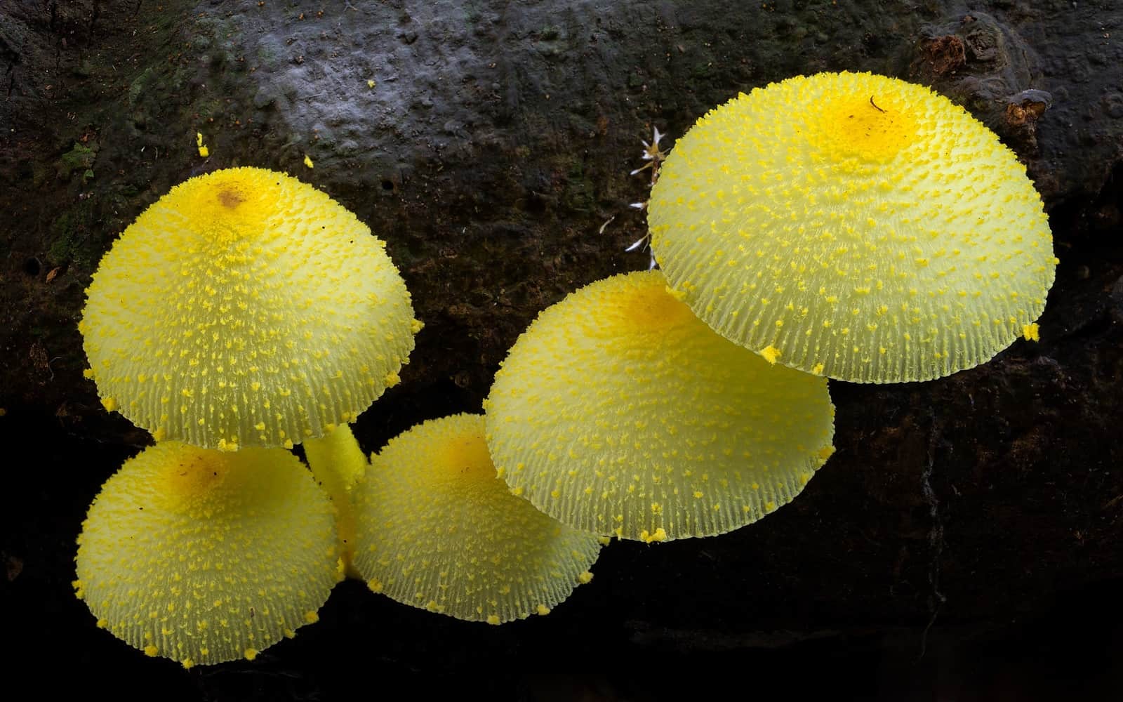 Причины появления грибов в комнатных растениях. фото — ботаничка