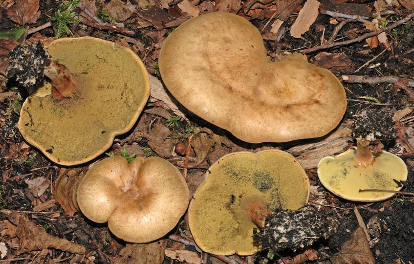 Подольшаник - описание, где растет, ядовитость гриба
