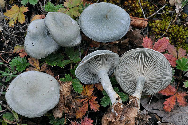 Говорушка восковатая – фото и описание ядовитого гриба, ядовитый гриб, видео, внешний вид