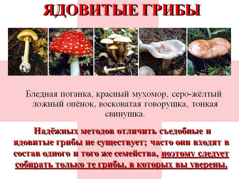 Ядовитые грибы тверской области