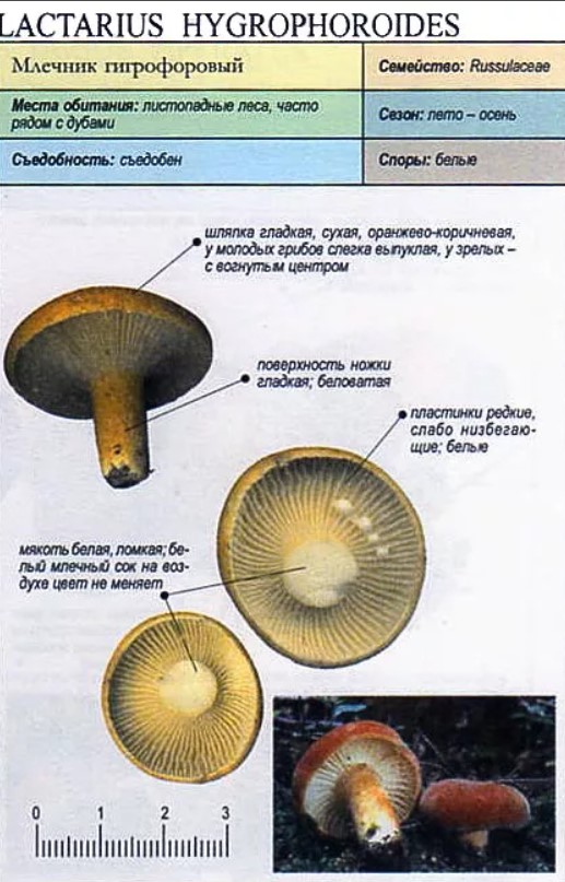✅ голубой гриб описание. гриб млечник голубой - живой-сад.рф
