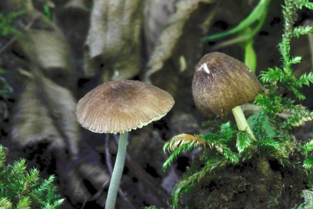 Плютей благородный — описание гриба , где растет, похожие виды, фото