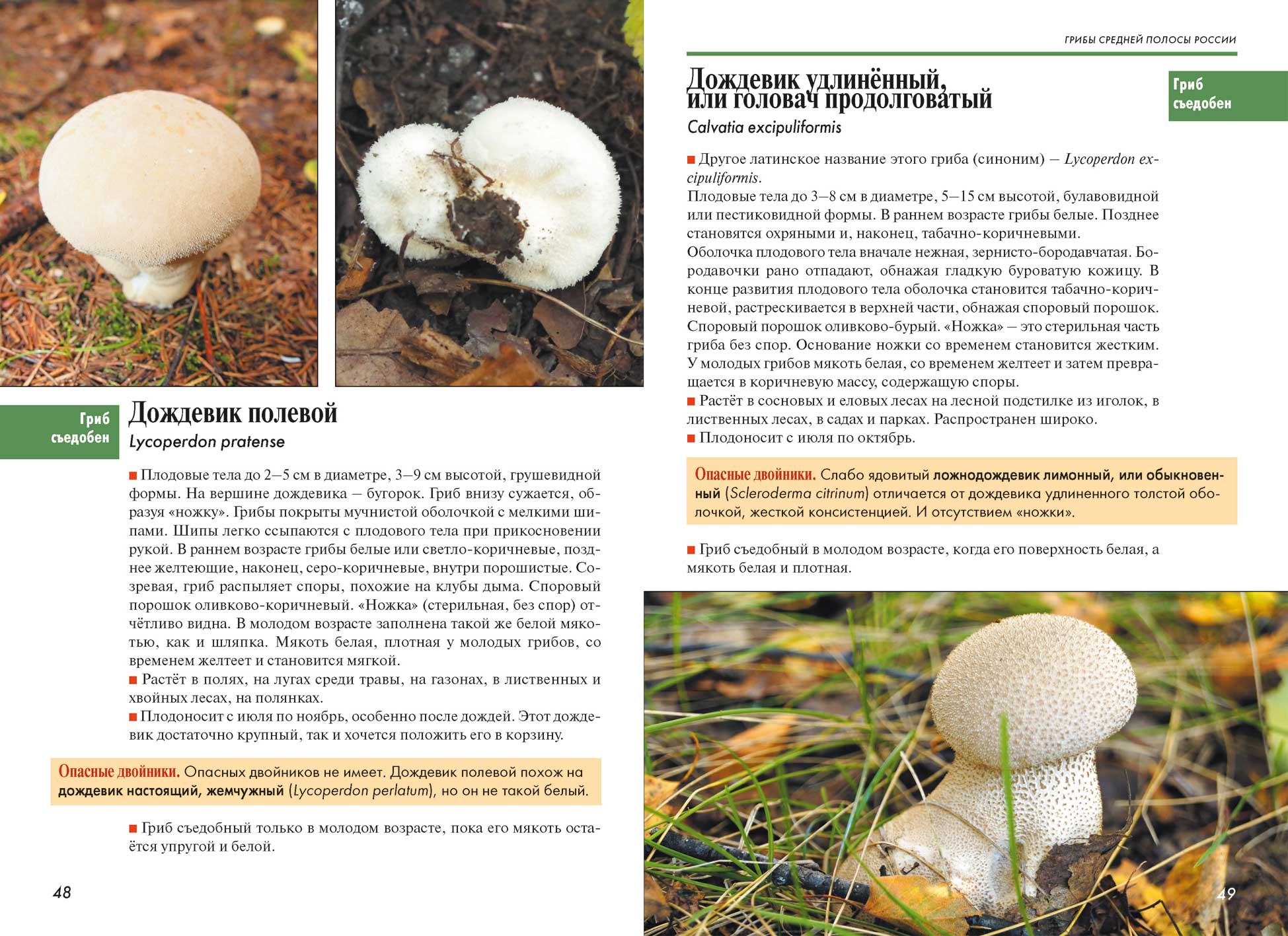 Трутовик чешуйчатый: описание гриба, характеристики