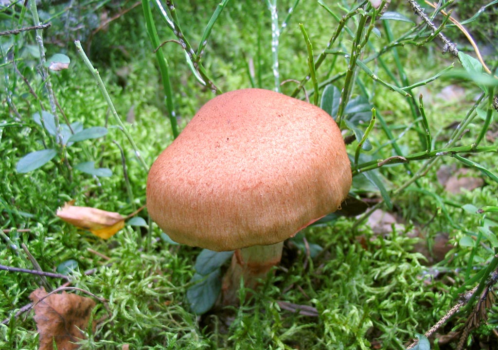Паутинник красивейший (красноватый): смертельно ядовитый гриб, фото и описание