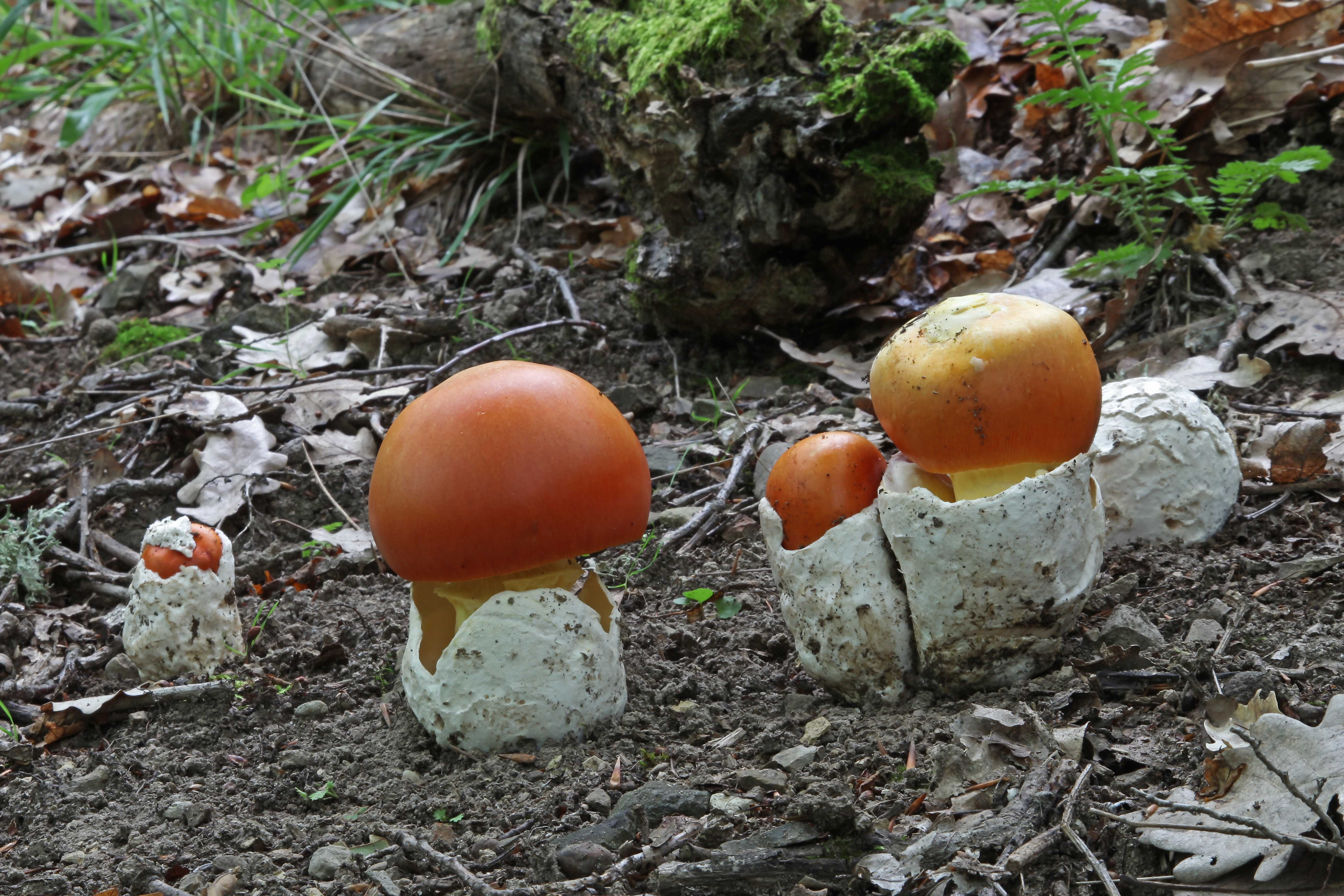 Царский гриб, мухомор цезаря, цезарский или яичный гриб (amanita caesarea): фото, описание и как его готовить