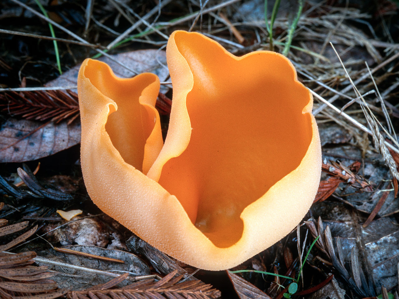 Существующие особенности гриба алеврия оранжевая