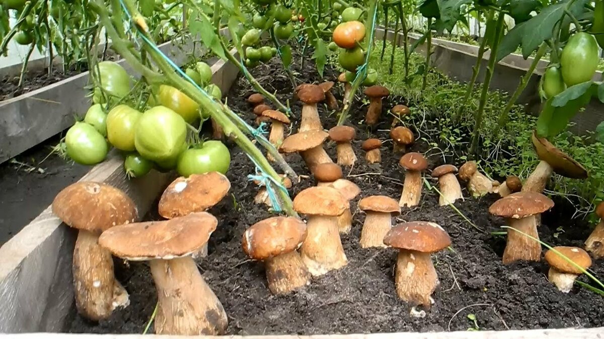 Выращивание белых грибов на приусадебном участке