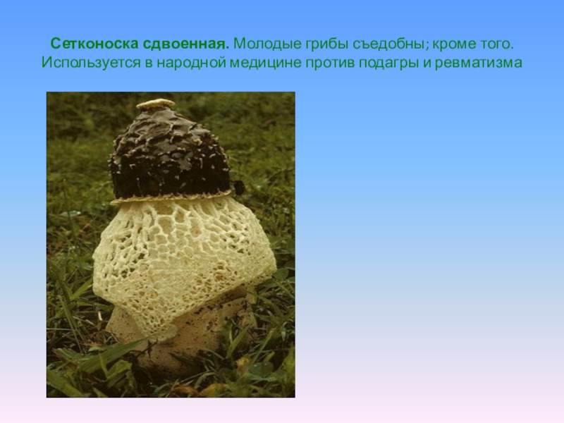Где растет гриб сетконоска сдвоенная: описание, полезные свойства и применение