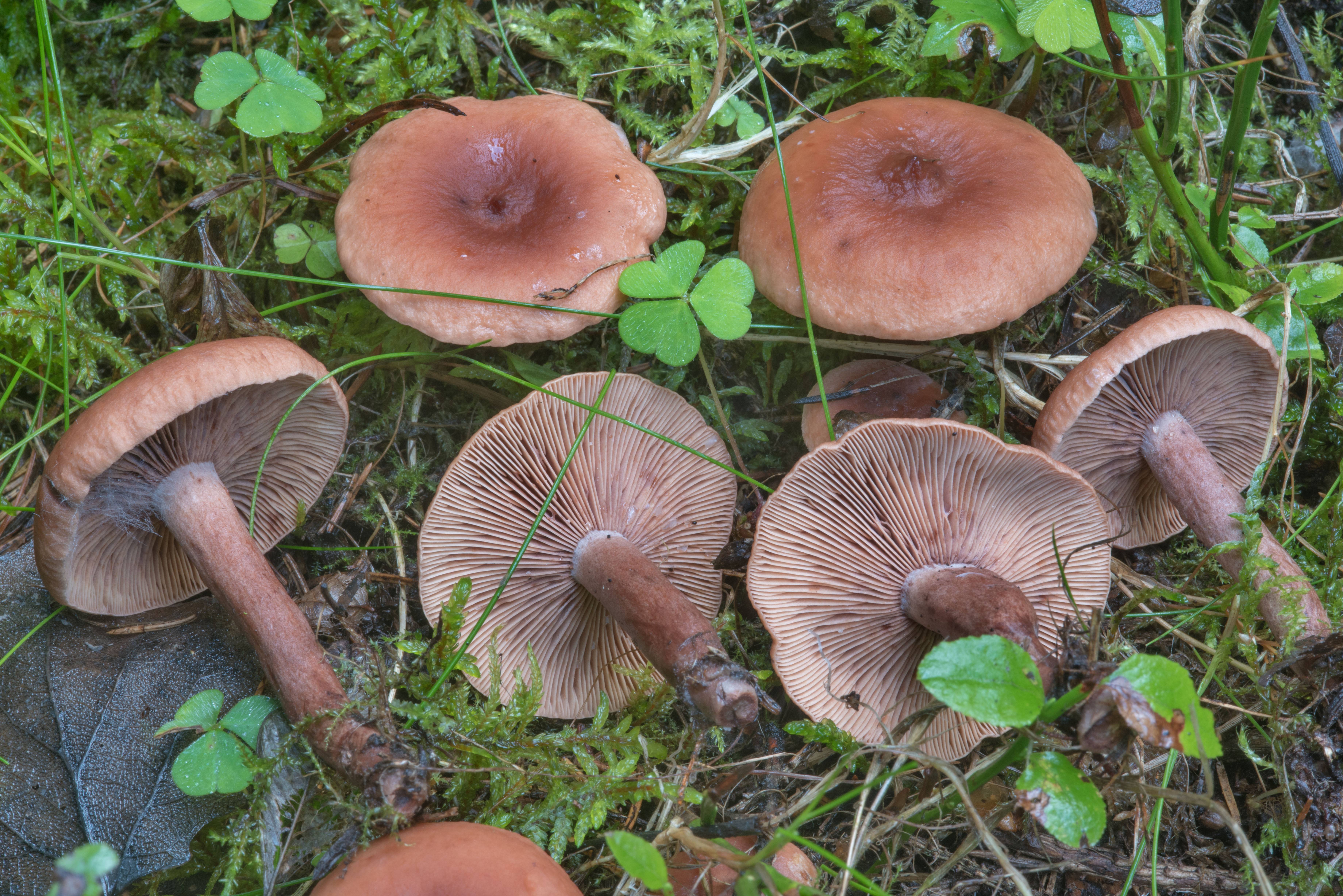 Жёлчный гриб или ложный белый гриб горчак: фото, описание, как его готовить и как отличить от двойников