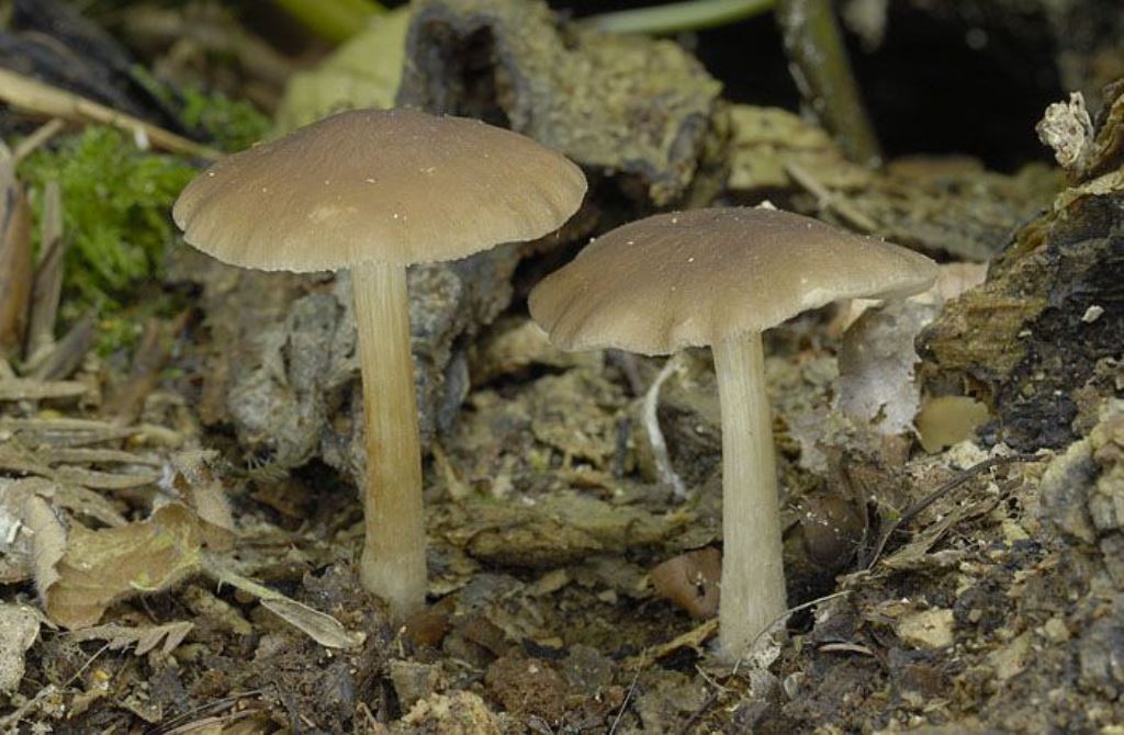 Плютей благородный — описание гриба , где растет, похожие виды, фото