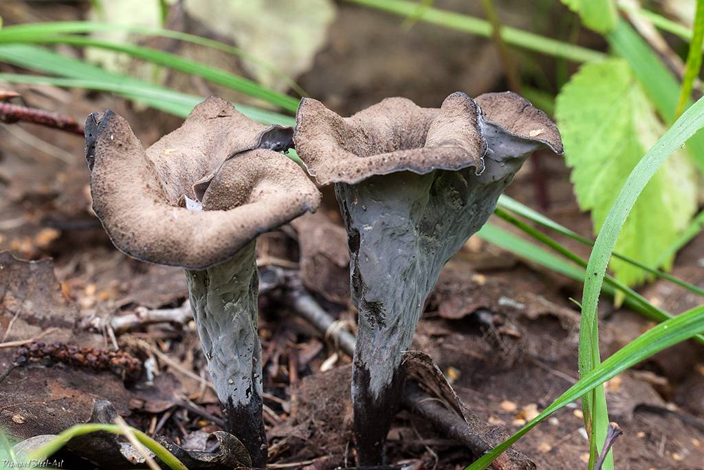 Вороночник рожковидный - описание, где растет, ядовитость гриба