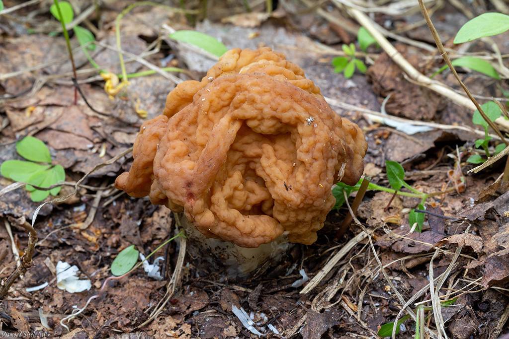 Строчок гигантский – гриб или грецкий орех? — викигриб