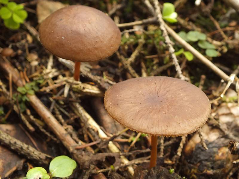 Стробилюрус черенковый (strobilurus tenacellus) – грибы сибири