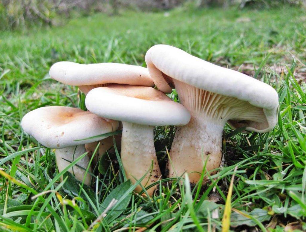 Говорушка красноватая, беловатая, выбеленная, белесая (clitocybe dealbata): фото и описание гриба