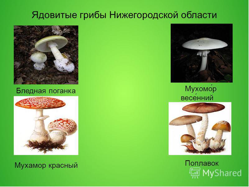 Основные признаки ядовитых грибов