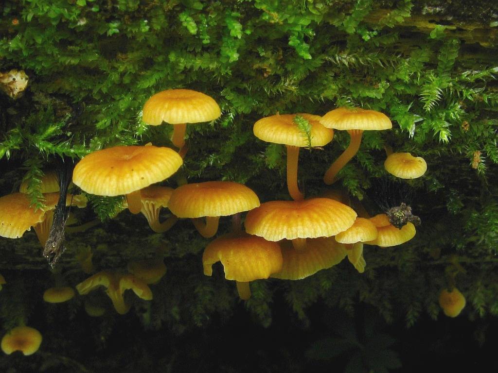 Неизвестные герои нашей весны. грибы, которые никогда не заслужат отдельной статьи | это грибы! | дзен