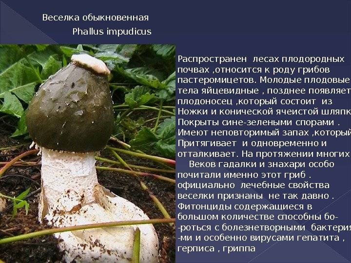 Веселка обыкновенная (phallus impudicus): вонючий и супер полезный гриб