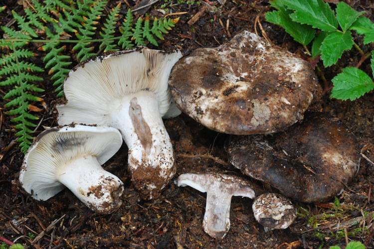 Cыроежки съедобные и несъедобные: фото и описание, как их готовить и отличать от похожих грибов.
