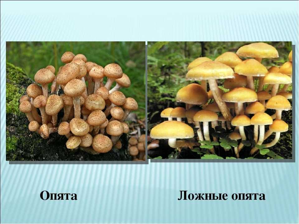 Как отличить осенние опята от ложных опасных грибов-двойников с фото и описанием