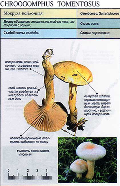 Мокруха сибирская (chroogomphus sibiricus) – грибы сибири