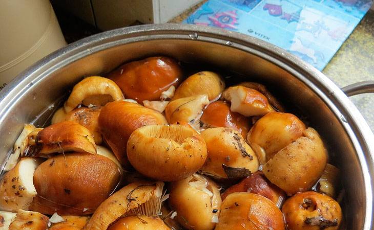 Бычки грибы соленые рецепт пошаговый горячим способом