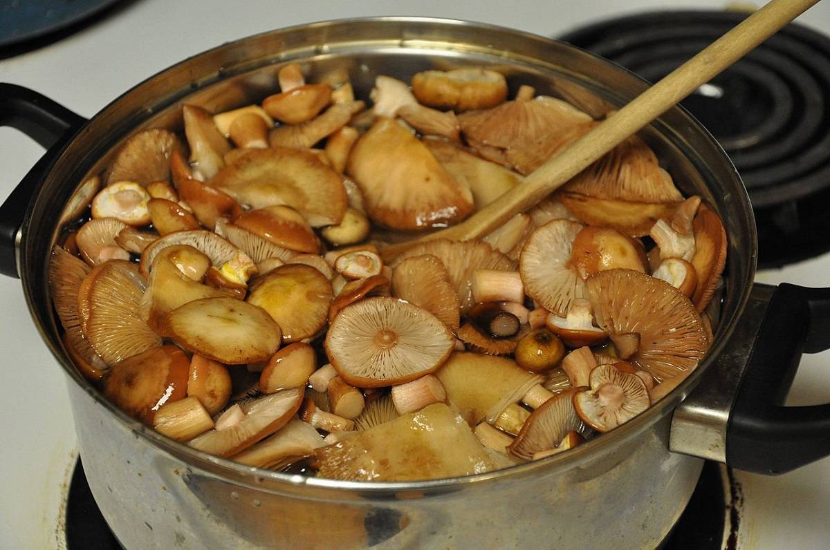 Сколько варить грибы? как варить сушеные и замороженные грибы? | женский журнал tatros.info