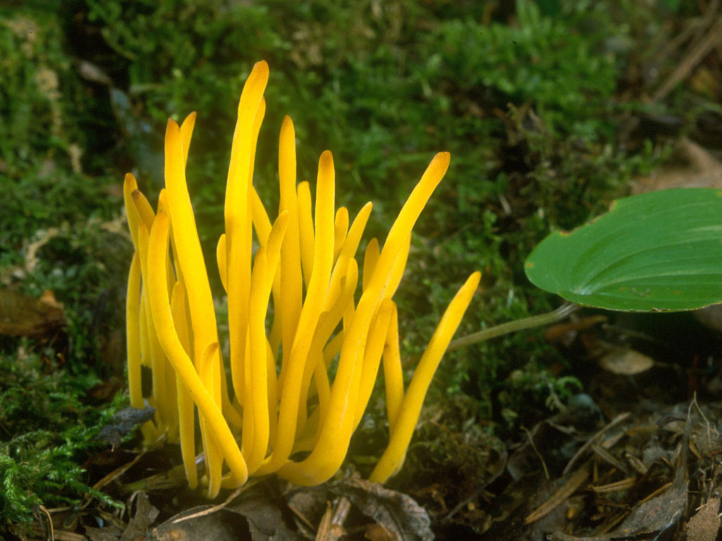 Clavulinopsis fawn (horny fawn): where it grows, what it looks like, edibility, photo - housework - 2023