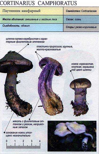 Паутинник козий (cortinarius traganus): фото и описание фиолетового гриба