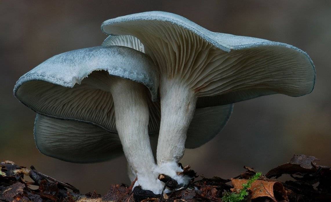 Говорушка ворончатая (infundibulicybe gibba) – грибы сибири