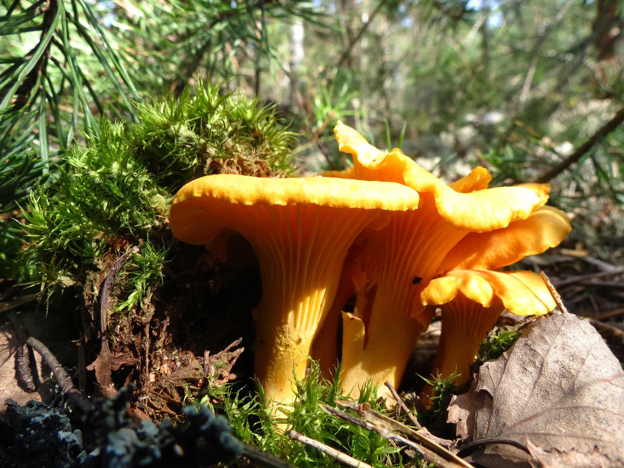 Лисички (грибы) – описание, виды, где растут, свойства, фото.
