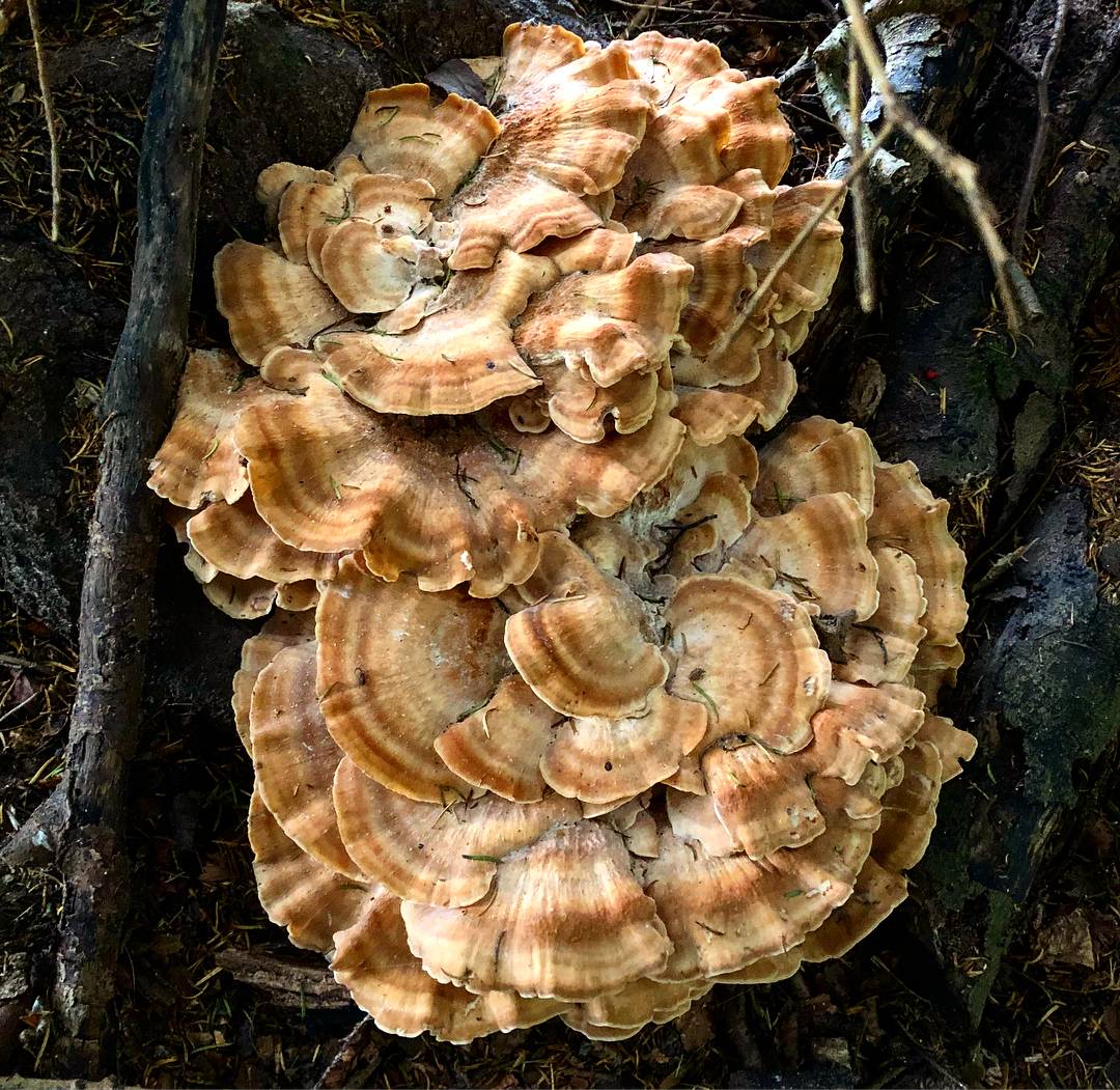 Съедобные грибы | трутовик серно-желтый | грифола курчавая | гриб-баран | мерипилус