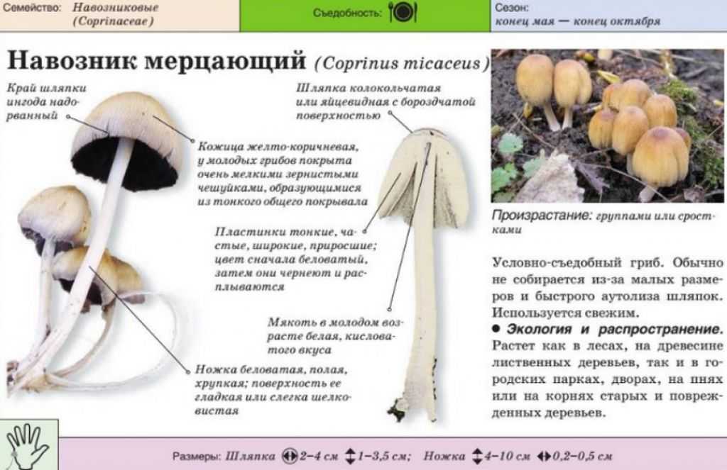 Навозник белый (копринус белый) - описание и фото гриба | съедобные грибы