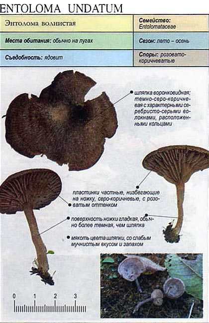 Список опасных и ядовитых грибов с описанием и фото