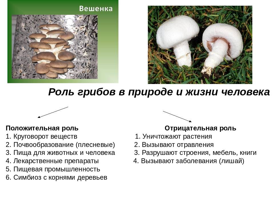 Какие бывают грибы желтого цвета: названия, описание и фото