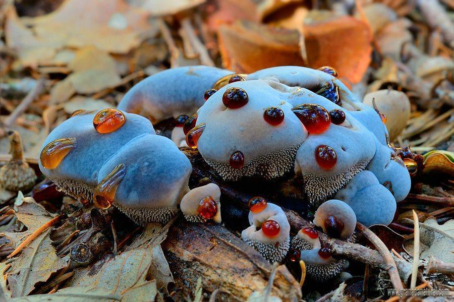 Млечник голубой (lactarius indigo): краткая информация, интересные факты, где растет, фото и описание гриба